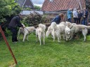 Dateiname=Kuvasz_Familientreffen_Boltenhagen_2025_640.jpg
Dateigröße=27853KB
Abmessungen: 4032x3024
hinzugefügt am: 28. Oktober 2025 Kuvasz_Familientreffen_Boltenhagen_2025_640.jpg