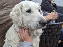 Dateiname=Kuvasz_Familientreffen_Boltenhagen_2025_653.jpg
Dateigröße=4090KB
Abmessungen: 4032x3024
hinzugefügt am: 28. Oktober 2025 Kuvasz_Familientreffen_Boltenhagen_2025_653.jpg