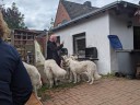 Kuvasz_Familientreffen_Boltenhagen_2025_654.jpg