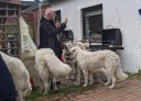 Dateiname=Kuvasz_Familientreffen_Boltenhagen_2025_655.jpg
Dateigröße=1174KB
Abmessungen: 2498x1797
hinzugefügt am: 28. Oktober 2025 Kuvasz_Familientreffen_Boltenhagen_2025_655.jpg