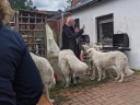 Dateiname=Kuvasz_Familientreffen_Boltenhagen_2025_656.jpg
Dateigröße=1851KB
Abmessungen: 3048x2294
hinzugefügt am: 28. Oktober 2025 Kuvasz_Familientreffen_Boltenhagen_2025_656.jpg