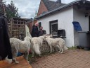 Kuvasz_Familientreffen_Boltenhagen_2025_657.jpg