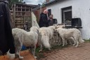 Kuvasz_Familientreffen_Boltenhagen_2025_658.jpg