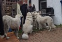 Kuvasz_Familientreffen_Boltenhagen_2025_659.jpg