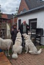 Kuvasz_Familientreffen_Boltenhagen_2025_662.jpg