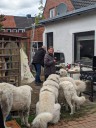 Kuvasz_Familientreffen_Boltenhagen_2025_664.jpg