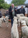 Kuvasz_Familientreffen_Boltenhagen_2025_666.jpg