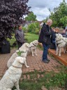 Kuvasz_Familientreffen_Boltenhagen_2025_668.jpg