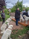 Kuvasz_Familientreffen_Boltenhagen_2025_669.jpg