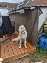 Kuvasz_Familientreffen_Boltenhagen_2025_671.jpg