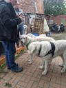Kuvasz_Familientreffen_Boltenhagen_2025_673.jpg