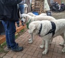 Kuvasz_Familientreffen_Boltenhagen_2025_674.jpg