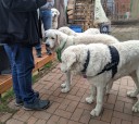 Kuvasz_Familientreffen_Boltenhagen_2025_675.jpg