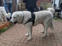 Kuvasz_Familientreffen_Boltenhagen_2025_676.jpg