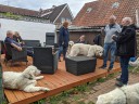 Kuvasz_Familientreffen_Boltenhagen_2025_677.jpg
