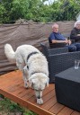 Kuvasz_Familientreffen_Boltenhagen_2025_678.jpg