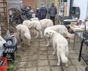 Kuvasz_Familientreffen_Boltenhagen_2025_679.jpg