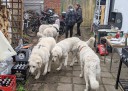 Kuvasz_Familientreffen_Boltenhagen_2025_680.jpg