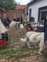 Kuvasz_Familientreffen_Boltenhagen_2025_681.jpg