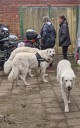 Kuvasz_Familientreffen_Boltenhagen_2025_682.jpg