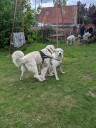 Kuvasz_Familientreffen_Boltenhagen_2025_683.jpg