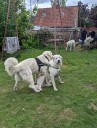 Kuvasz_Familientreffen_Boltenhagen_2025_684.jpg