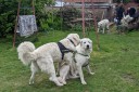 Kuvasz_Familientreffen_Boltenhagen_2025_685.jpg
