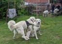 Kuvasz_Familientreffen_Boltenhagen_2025_686.jpg