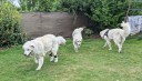 Kuvasz_Familientreffen_Boltenhagen_2025_687.jpg