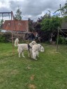Kuvasz_Familientreffen_Boltenhagen_2025_688.jpg