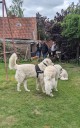 Kuvasz_Familientreffen_Boltenhagen_2025_689.jpg