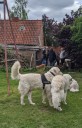 Kuvasz_Familientreffen_Boltenhagen_2025_690.jpg