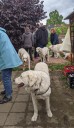 Kuvasz_Familientreffen_Boltenhagen_2025_691.jpg