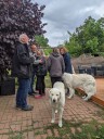 Kuvasz_Familientreffen_Boltenhagen_2025_692.jpg