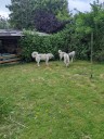 Kuvasz_Familientreffen_Boltenhagen_2025_693.jpg