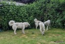 Kuvasz_Familientreffen_Boltenhagen_2025_694.jpg