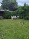 Kuvasz_Familientreffen_Boltenhagen_2025_695.jpg