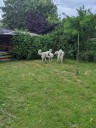 Kuvasz_Familientreffen_Boltenhagen_2025_697.jpg