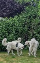 Kuvasz_Familientreffen_Boltenhagen_2025_698.jpg