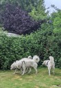 Kuvasz_Familientreffen_Boltenhagen_2025_700.jpg