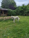 Kuvasz_Familientreffen_Boltenhagen_2025_701.jpg