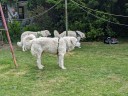 Kuvasz_Familientreffen_Boltenhagen_2025_703.jpg