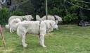 Kuvasz_Familientreffen_Boltenhagen_2025_704.jpg