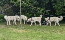 Kuvasz_Familientreffen_Boltenhagen_2025_706.jpg