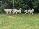 Kuvasz_Familientreffen_Boltenhagen_2025_707.jpg