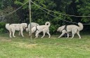 Kuvasz_Familientreffen_Boltenhagen_2025_708.jpg