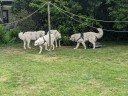 Kuvasz_Familientreffen_Boltenhagen_2025_709.jpg