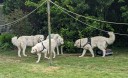 Kuvasz_Familientreffen_Boltenhagen_2025_710.jpg
