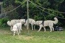 Kuvasz_Familientreffen_Boltenhagen_2025_711.jpg