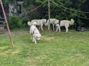 Kuvasz_Familientreffen_Boltenhagen_2025_713.jpg